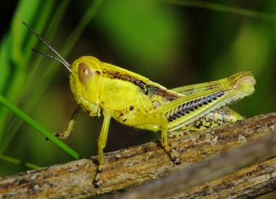 Short-Horned Grasshopper Species