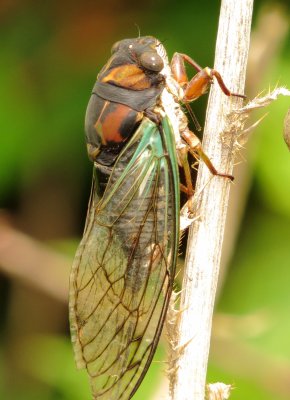 Lyric Cicada