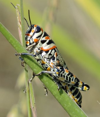 Rainbow Grasshopper