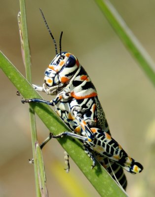 Rainbow Grasshopper