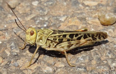 Red-Shanked Grasshopper