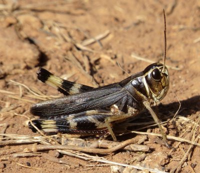 Prairie Boopie