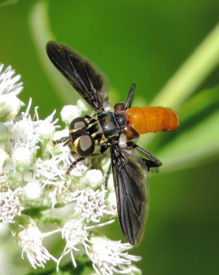 Feather-Legged Fly Species