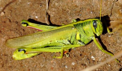 Spotted Bird Grasshopper