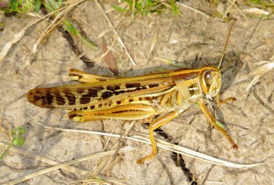 American Bird Grasshopper