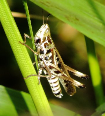 Admirable Grasshopper