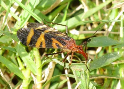 Nuptial Scorpionfly