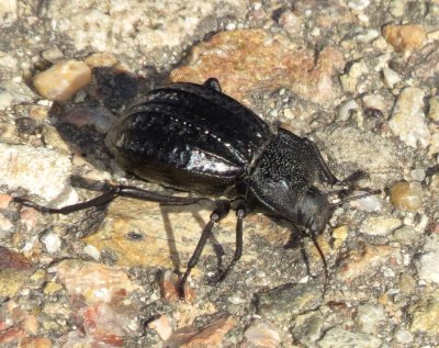  Darkling Beetle Species