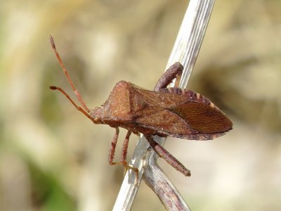 Helmeted Squash Bug