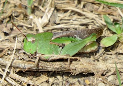 Green-Striped Grasshopper