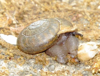 Helicoid Terrestrial Snail Species