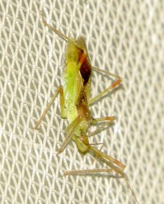 Pale Green Assassin Bug