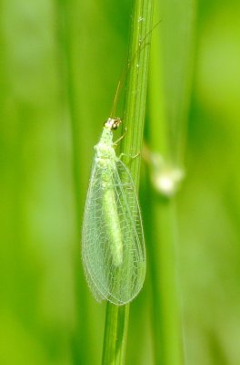 Golden-Eyed Lacewing
