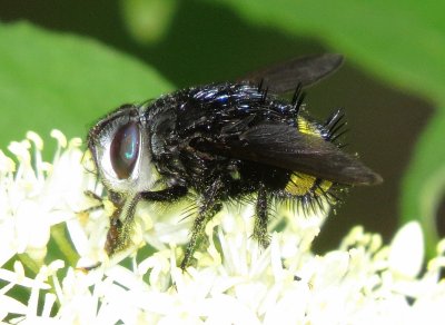 Fly Species