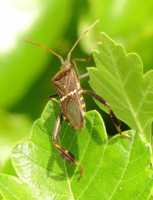 Western Leaf-Footed Bug