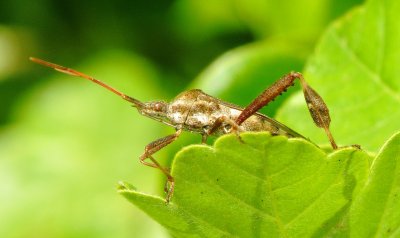 Western Leaf-Footed Bug