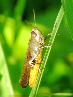 Brown Winter Grasshopper
