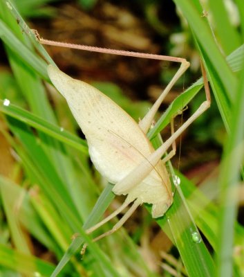 Katydid Species