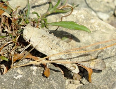 Carolina Grasshopper