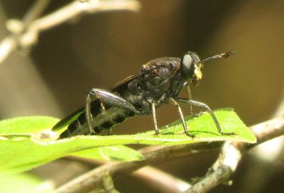 Mydas Fly Species