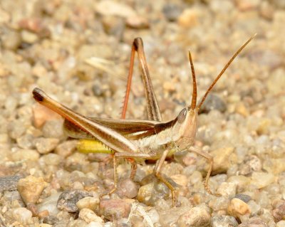 Two-Striped Mermiria