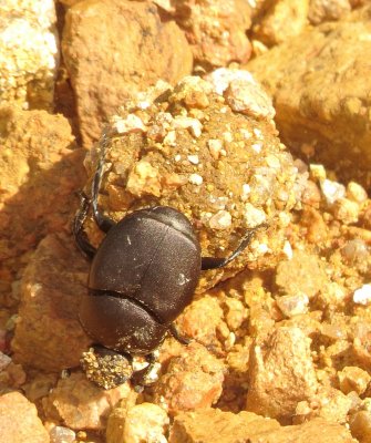 Dung Beetle Species