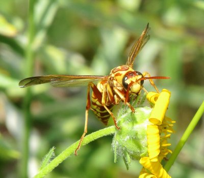 Apache Wasp