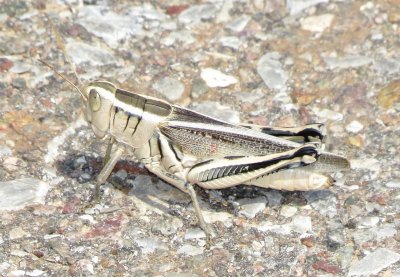 Two-Striped Grasshopper