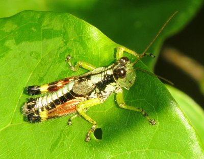 Post-Oak Grasshopper
