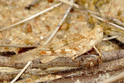 Seaside Grasshopper