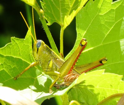 Spotted Bird Grasshopper