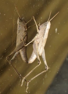 Short-Winged Green Grasshopper