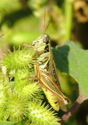 Short-Horned Grasshopper Species