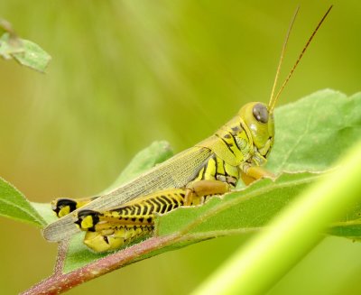 Differential Grasshopper