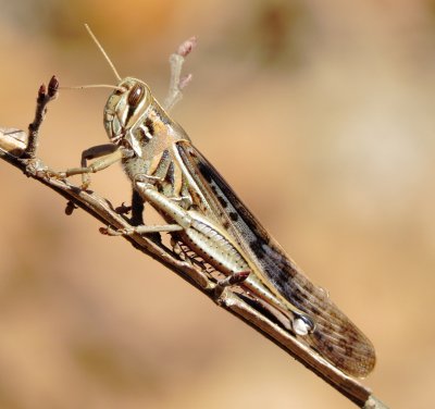 American Bird Grasshopper