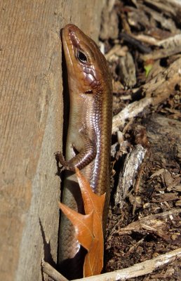 Common Five-Lined Skink