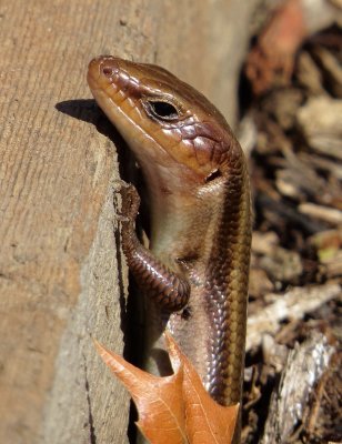 Common Five-Lined Skink