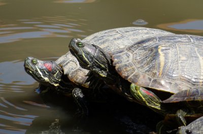 Red-Eared Slider