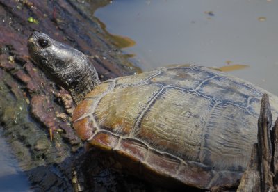 Red-Eared Slider