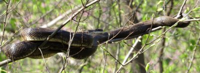 Western Rat Snake