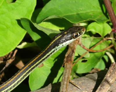 Western Ribbon Snake