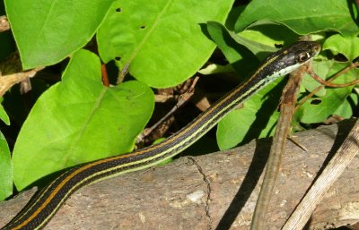 Western Ribbon Snake