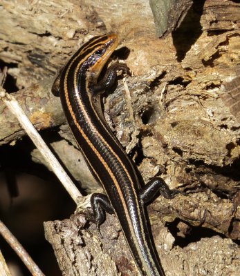 Common Five-Lined Skink