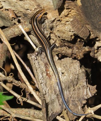 Common Five-Lined Skink