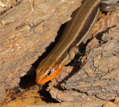 Common Five-Lined Skink