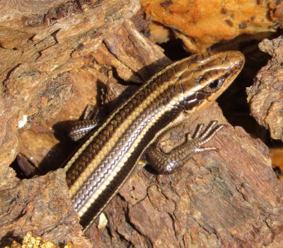 Common Five-Lined Skink