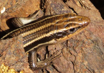 Common Five-Lined Skink