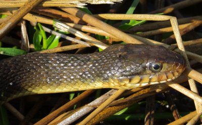 Plain-Bellied Water Snake