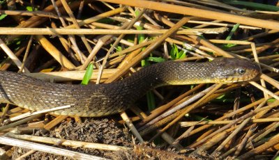 Plain-Bellied Water Snake