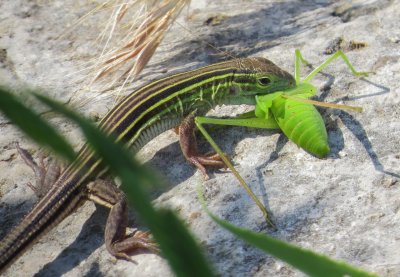 Prairie Racerunner